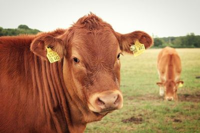 Portrait of cows on field