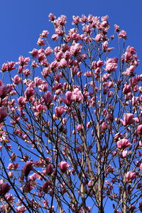 Low angle view of flowering tree against blue sky