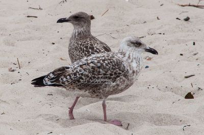 Close-up of bird