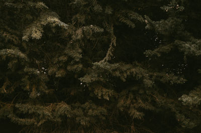 Full frame shot of rocks by trees