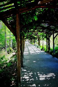 Road amidst trees in forest