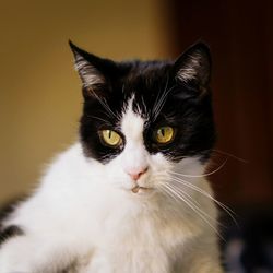 Close-up portrait of a cat