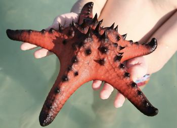Low section of people holding starfish