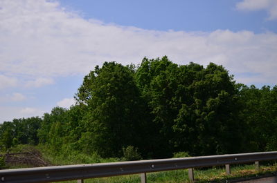 Low angle view of trees against sky