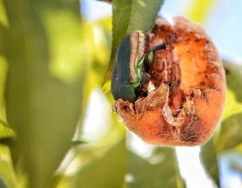 Close-up of insect on plant