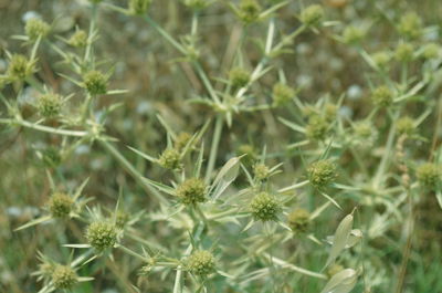 Close-up of plants