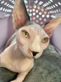 Close-up of sphinx relaxing in cage