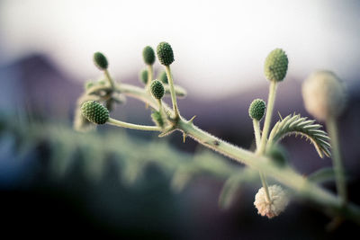 Close-up of plant