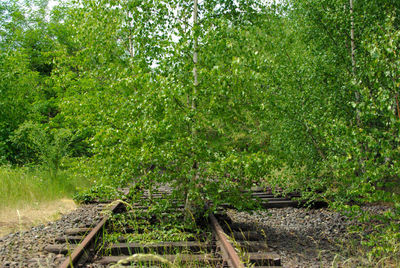 Scenic view of forest