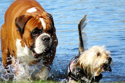 Close-up of a dog in water