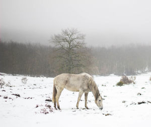 White horse in the snow, background a tree and mountains