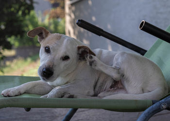 Close-up of dog