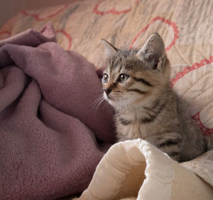 Portrait of kitten sitting on sofa at home
