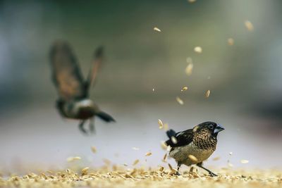 Birds on field with grains