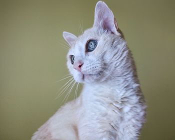 Close-up of a cat looking away