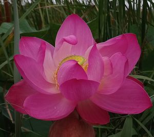 Close-up of pink lily