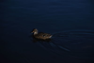 Duck swimming on lake