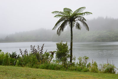 Scenic view of palm trees on landscape against sky during rainy season