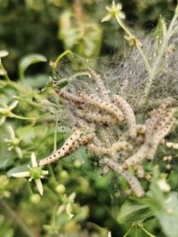 Close-up of insect on plant