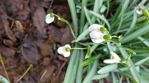 Close-up of white flowers
