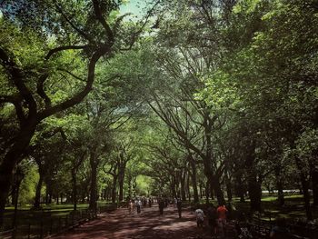 Footpath amidst trees