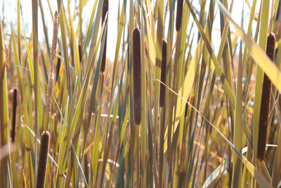 Close-up of stalks in field