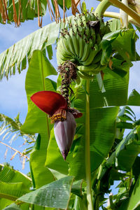 Close-up of butterfly on plant