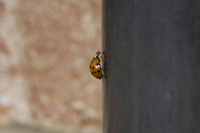 Close-up of ladybug on wall