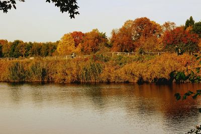 Reflection of trees in water
