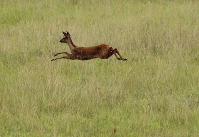 Side view of a horse running on grass