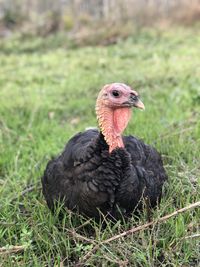 Close-up of a turkey looking away on field