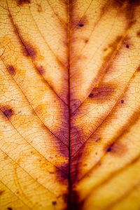 Detail shot of dry leaf