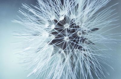 Close-up of dandelion against white background