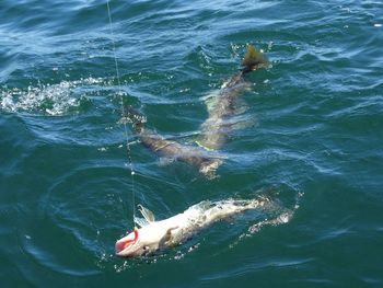 High angle view of fish trapped in hook