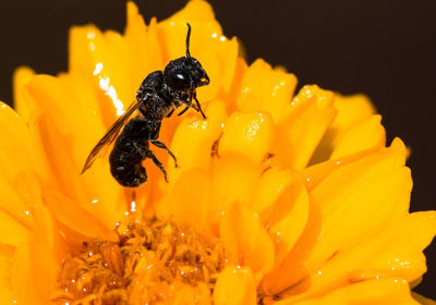 Close-up of insect on yellow flower