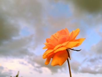 Close-up of orange flower against sky