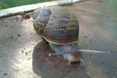 High angle view of snail