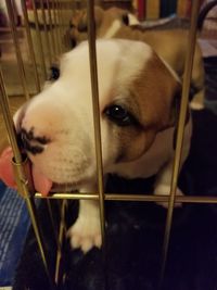 Close-up of dog in cage