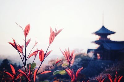 Close-up of red flowering plant against sky