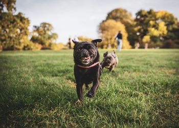 Dog standing on field