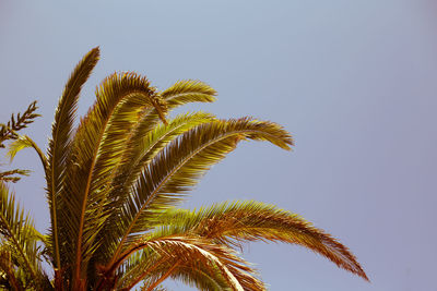 Low angle view of palm tree against clear sky