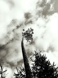 Low angle view of silhouette tree against sky