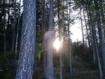 Trees in forest against sky