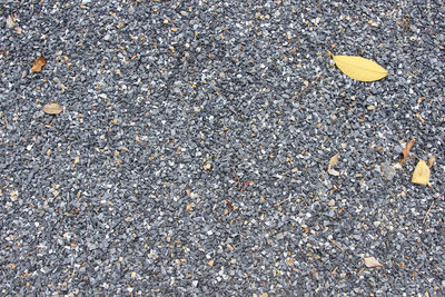 High angle view of yellow leaves on road
