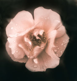 Close-up of wet rose blooming outdoors