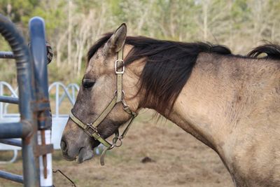 Close-up of horse on field