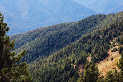 High angle view of pine trees on mountain