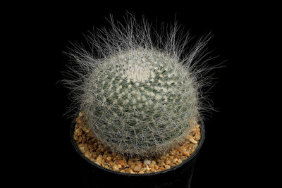 Close-up of succulent plant against black background