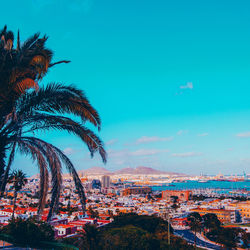 Palm trees and buildings against blue sky