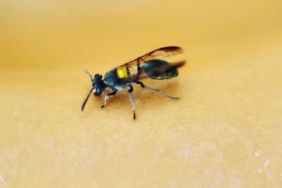 Close-up of fly on wood